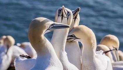 乐鱼官方网站-罗马尼亚队赛制透视：团体赛制下的战略与个人表现，罗马尼亚联赛赛程